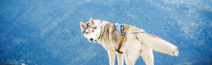 Urlaub in Bayern mit Hund